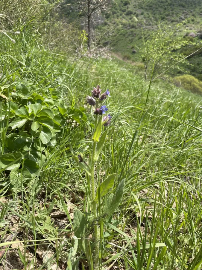 Anchusa azurea