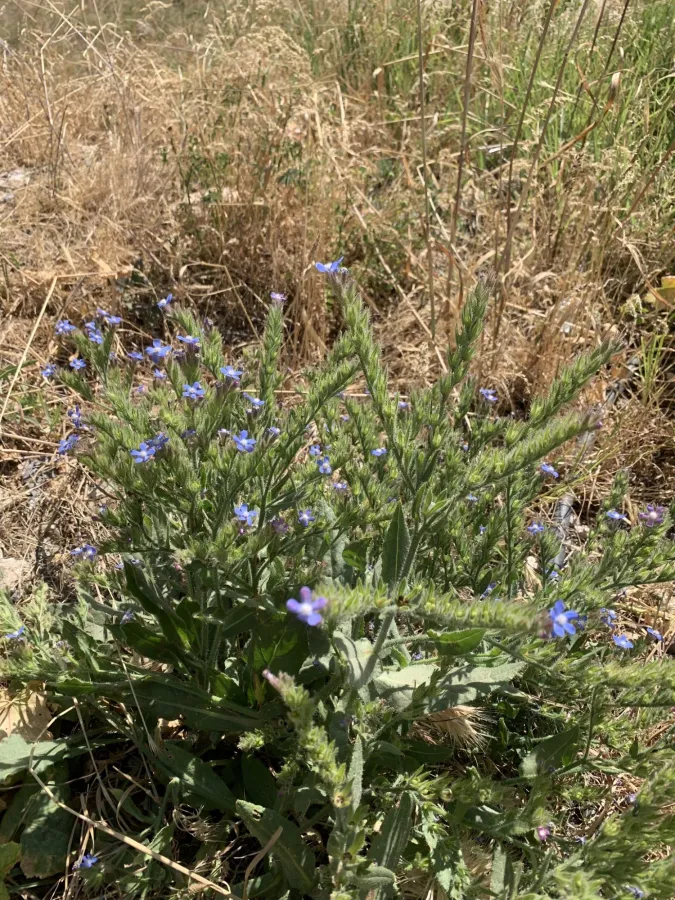 Anchusa azurea