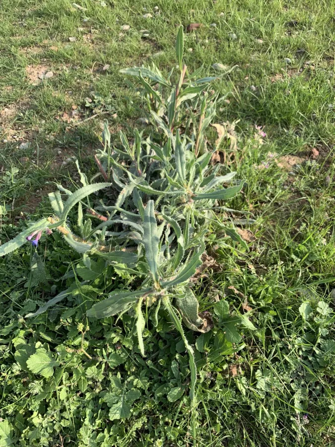 Anchusa strigosa