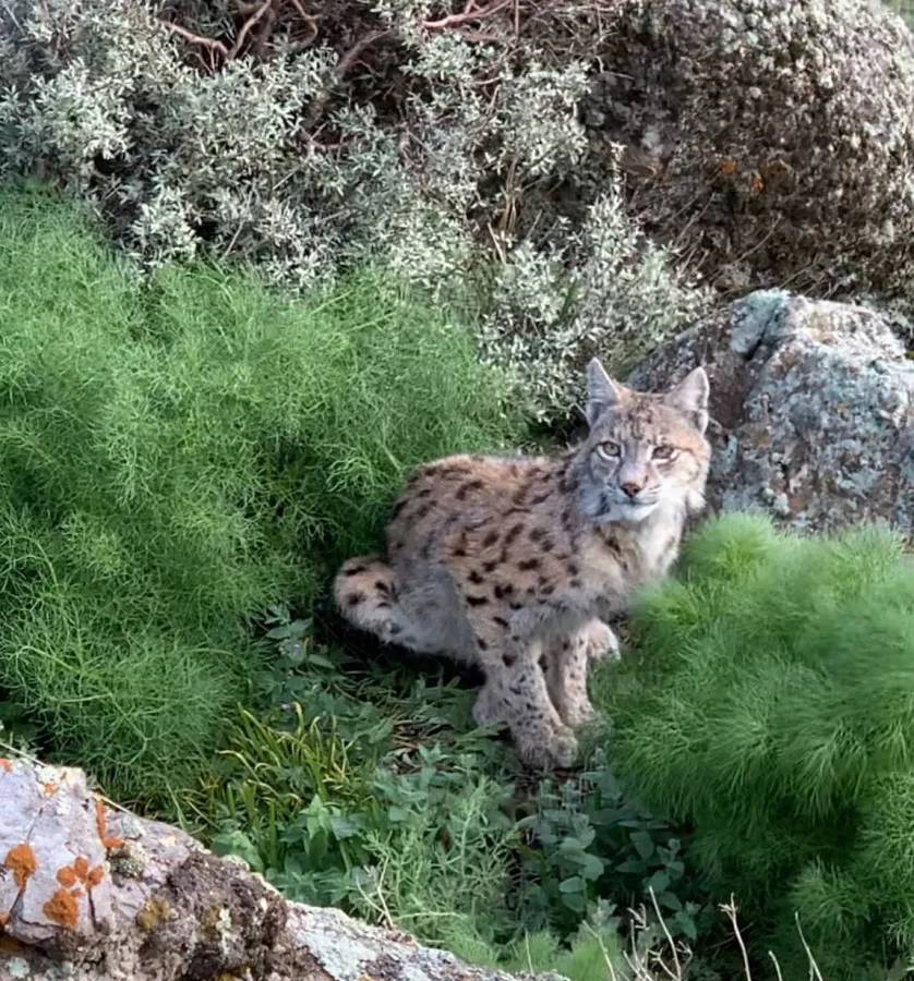 Caucasian Lynx