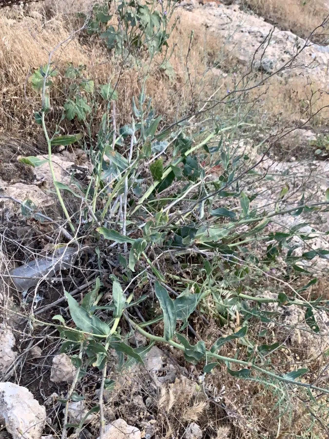 Anchusa strigosa
