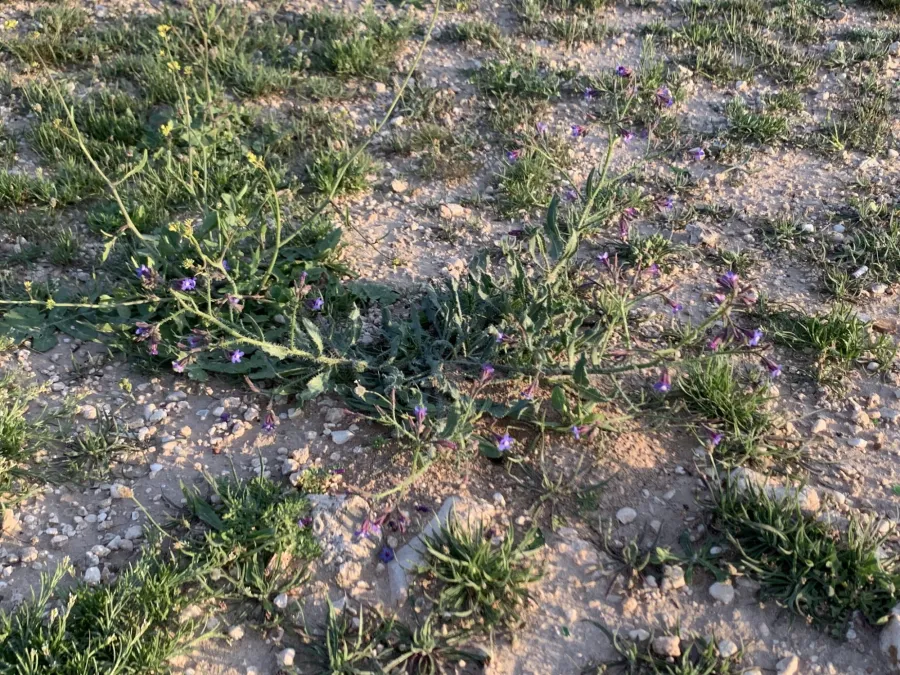 Anchusa strigosa