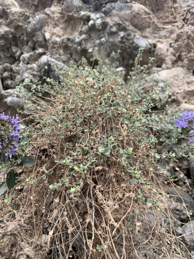 Andrachne aspera