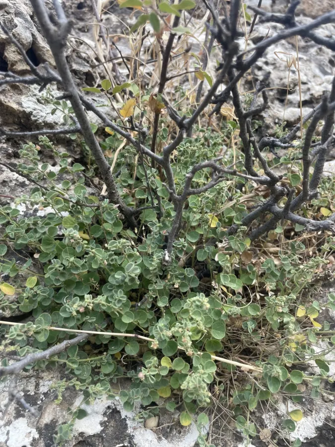 Andrachne aspera