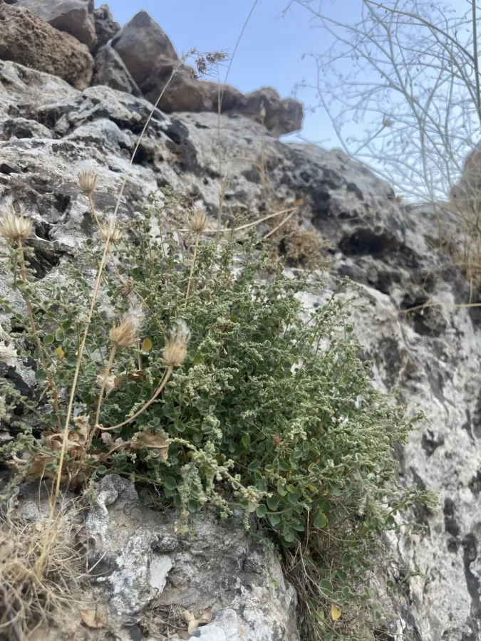 Andrachne aspera