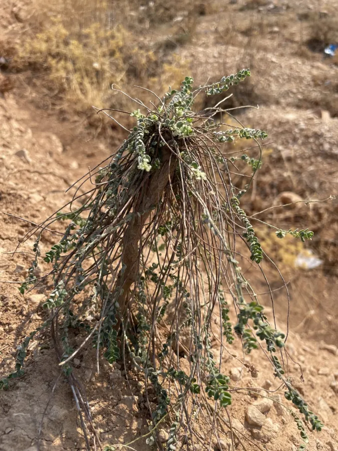 Andrachne telephioides