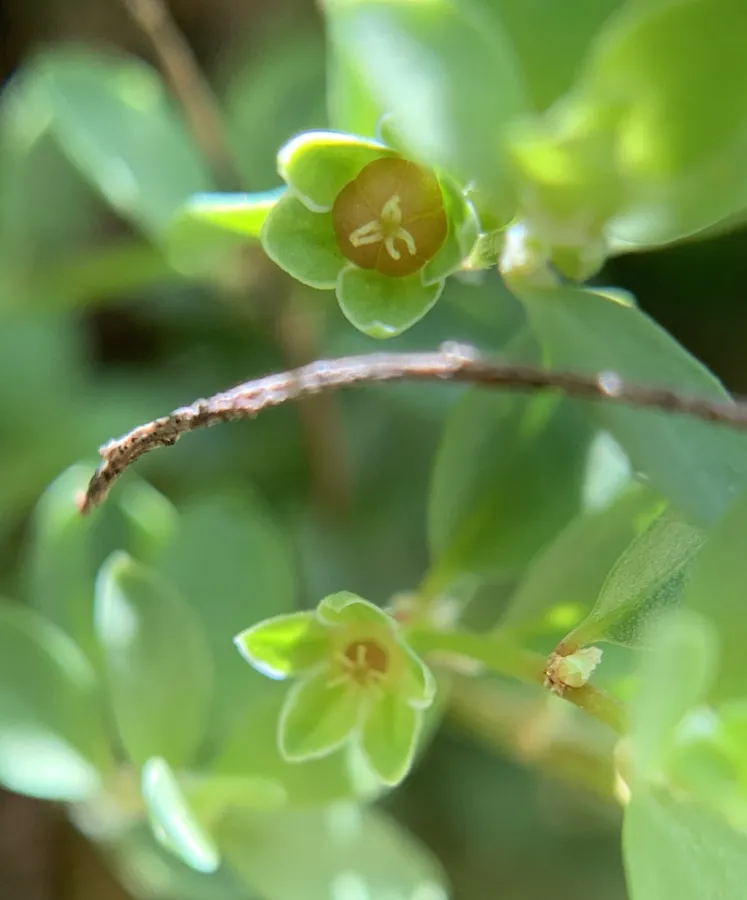 Andrachne telephioides