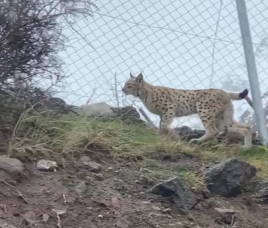 Caucasian Lynx