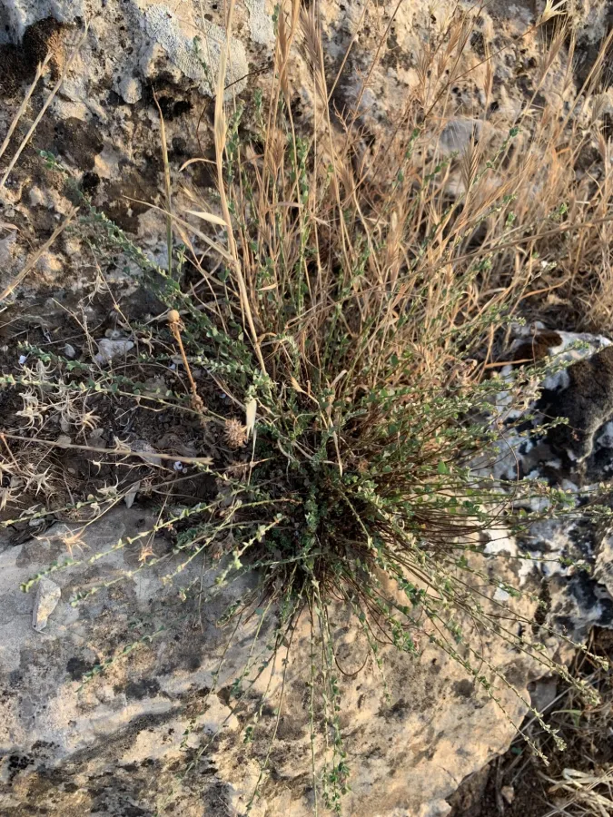 Andrachne telephioides