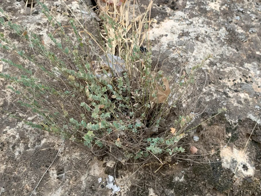 Andrachne telephioides