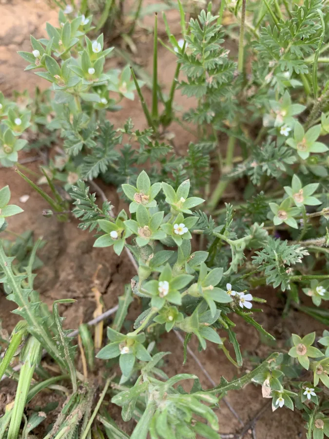 Androsace maxima