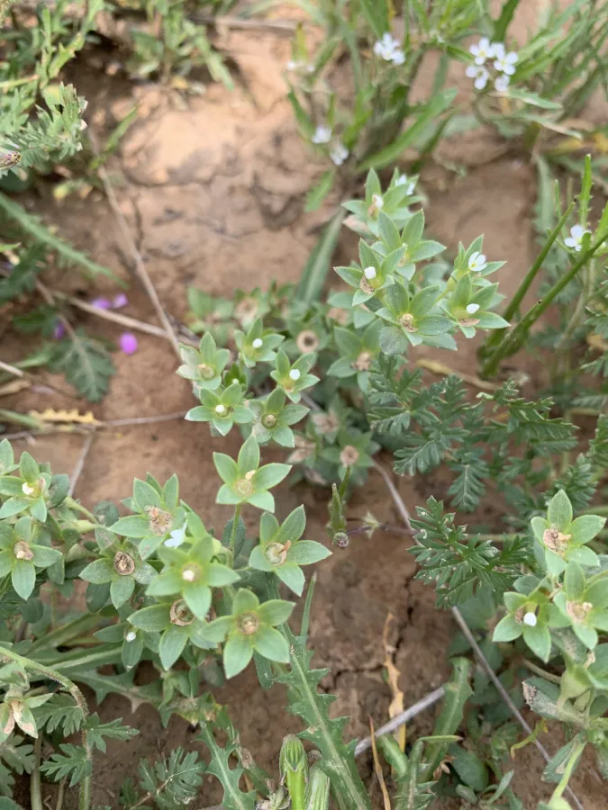 Androsace maxima
