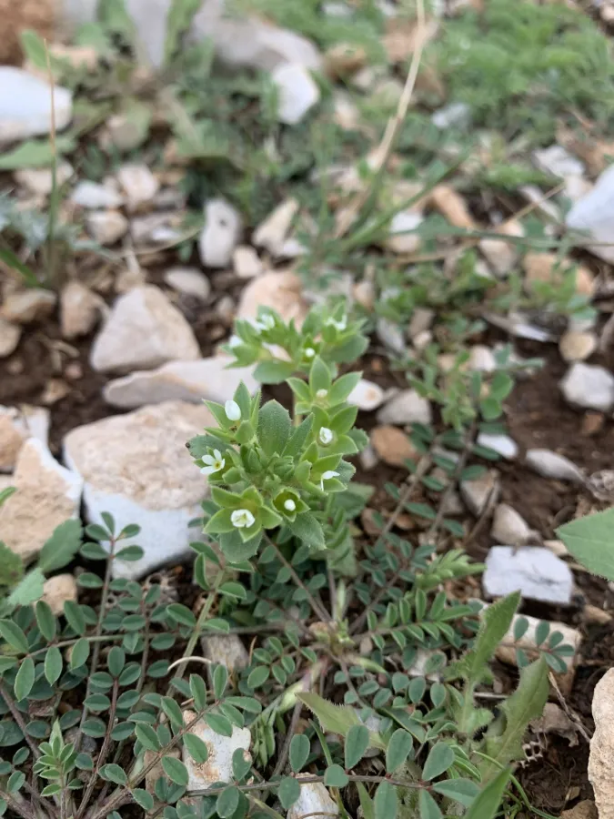 Androsace maxima