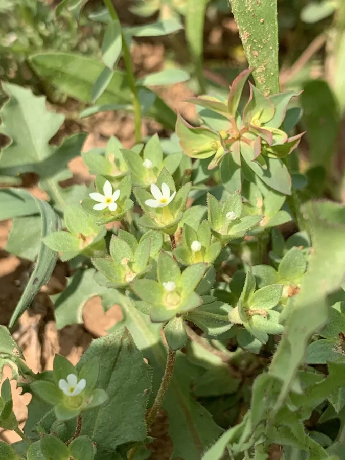 Androsace maxima