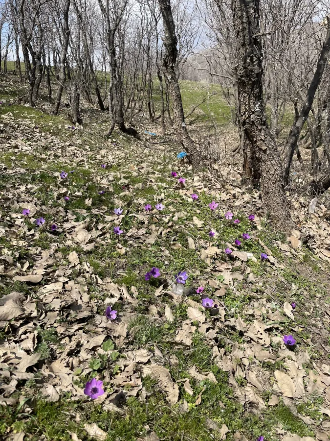 Anemone coronaria