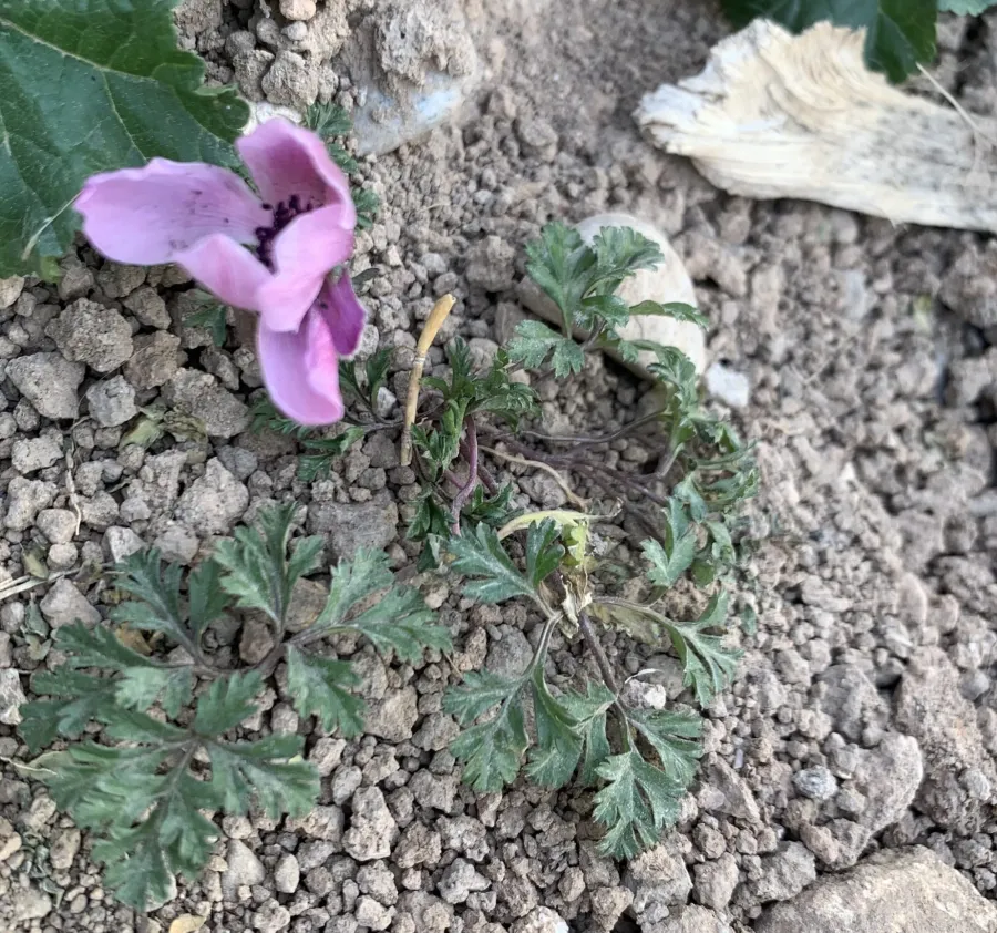 Anemone coronaria