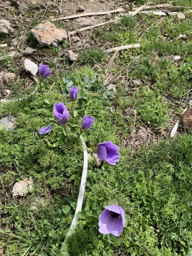 Anemone coronaria