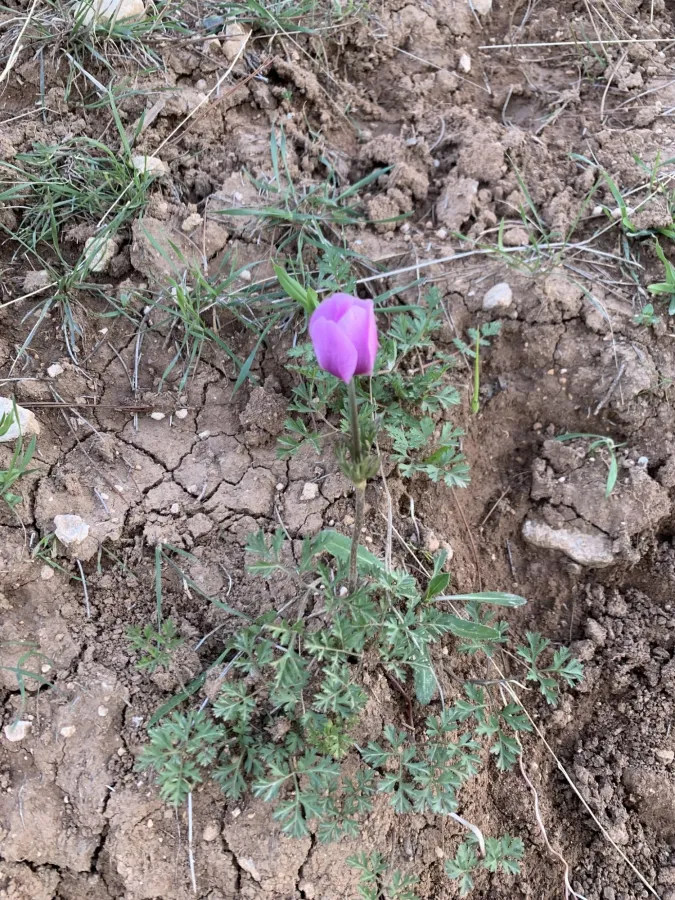 Anemone coronaria