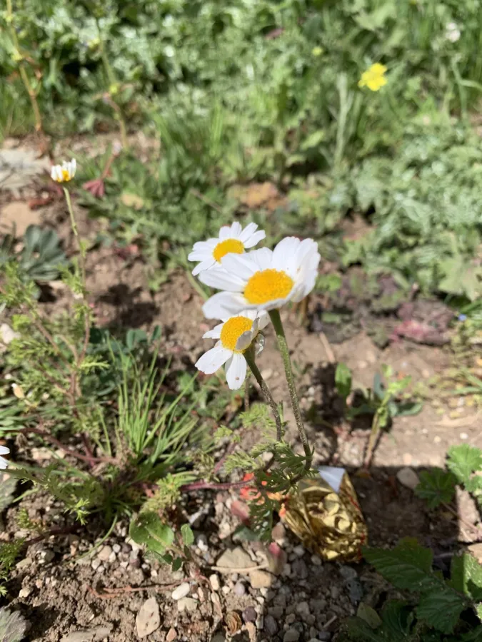 Anthemis arvensis