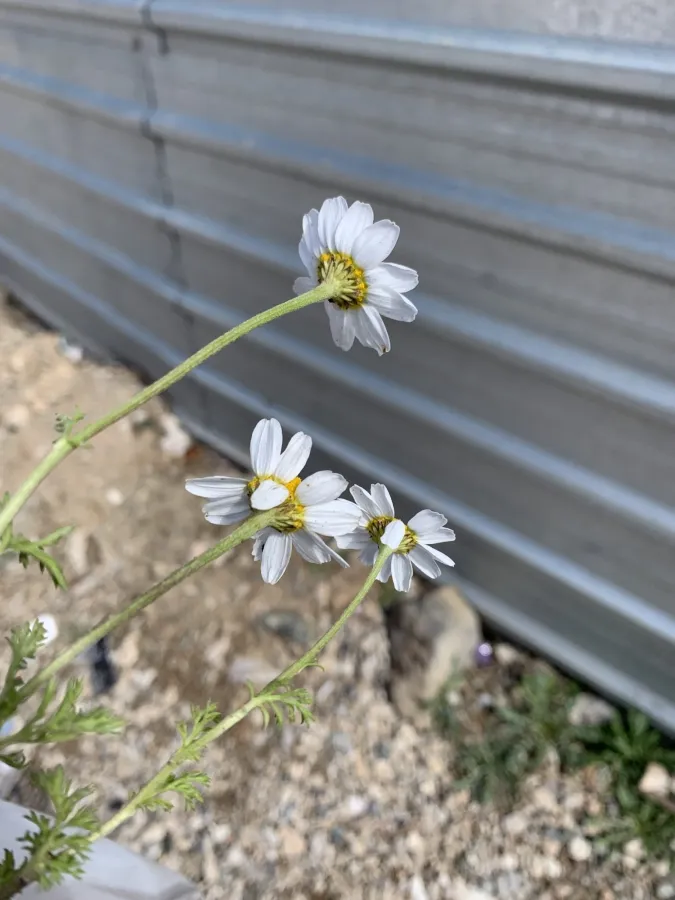 Anthemis arvensis
