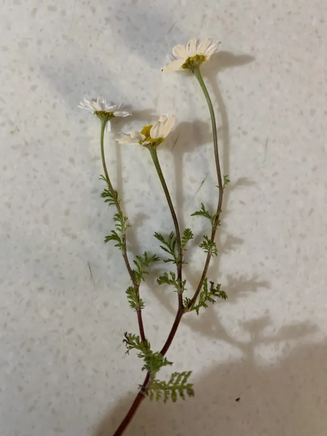Anthemis arvensis