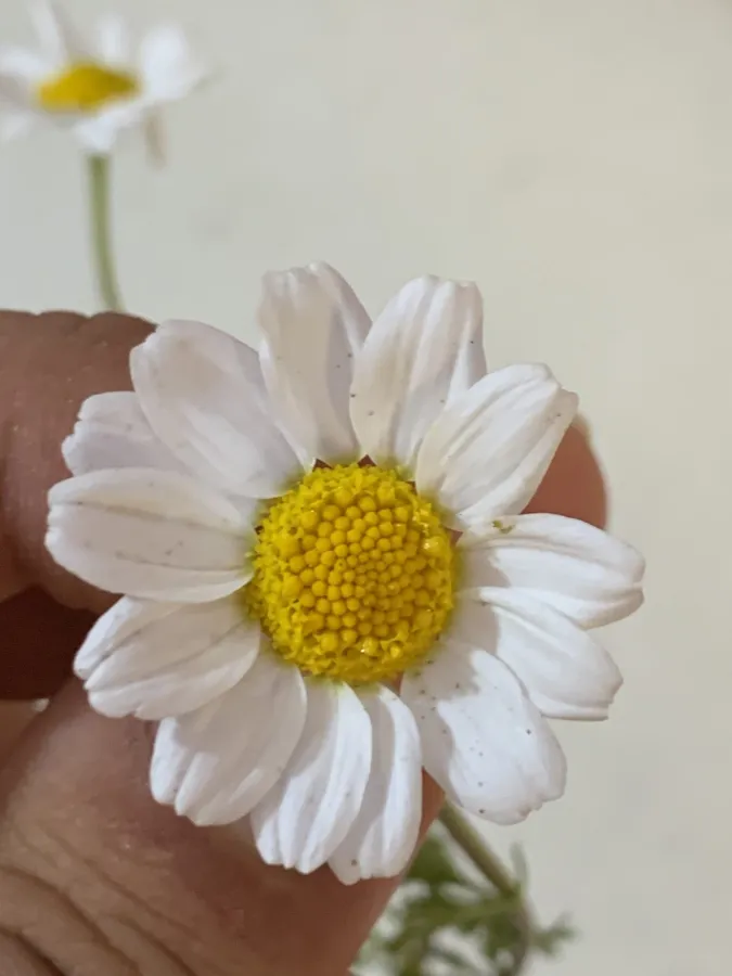 Anthemis arvensis