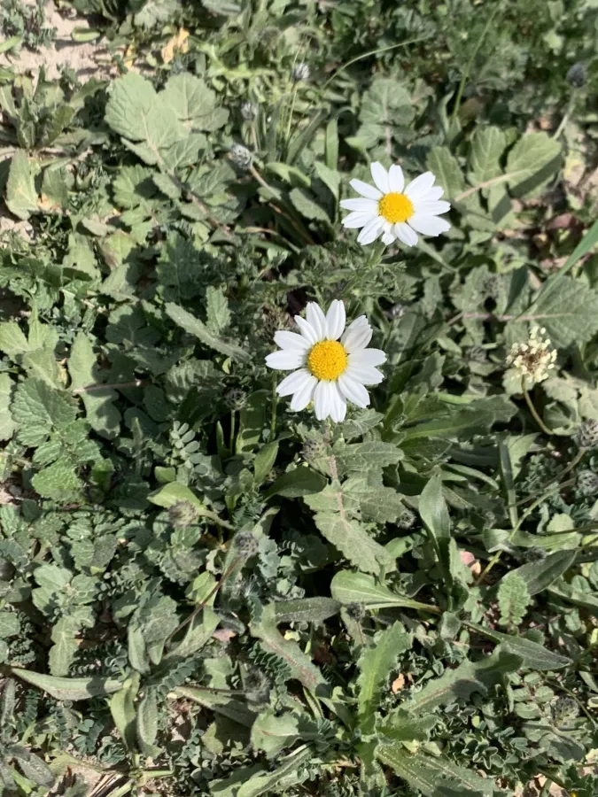 Anthemis chia
