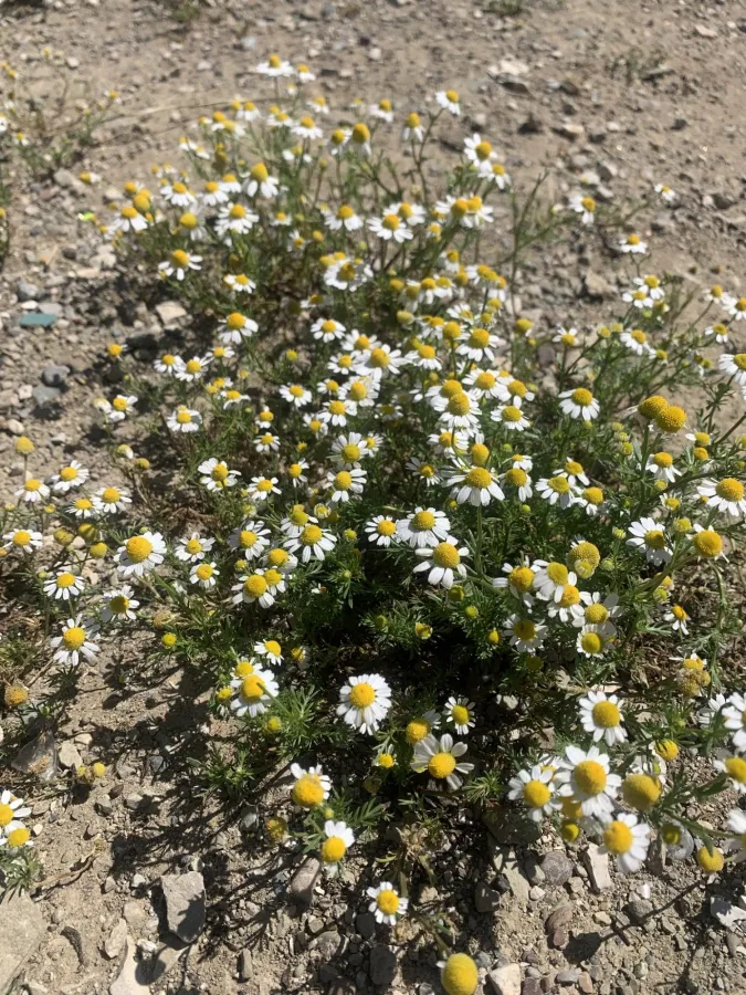 Anthemis cotula