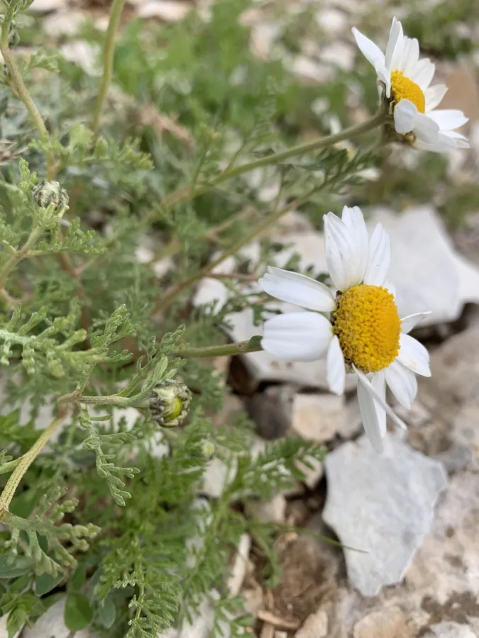Anthemis schizostephana