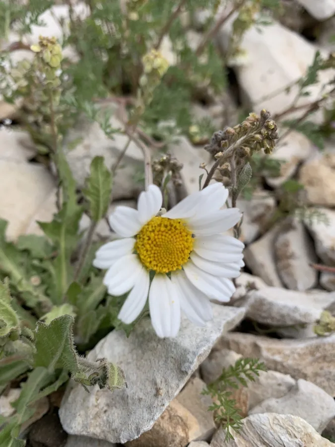 Anthemis schizostephana
