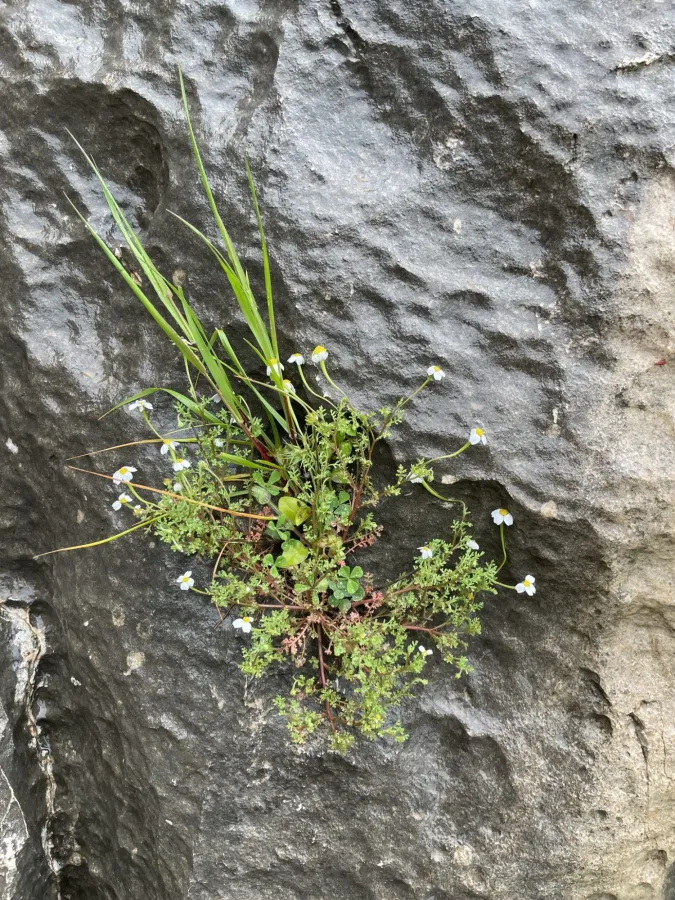 Anthemis tubicina