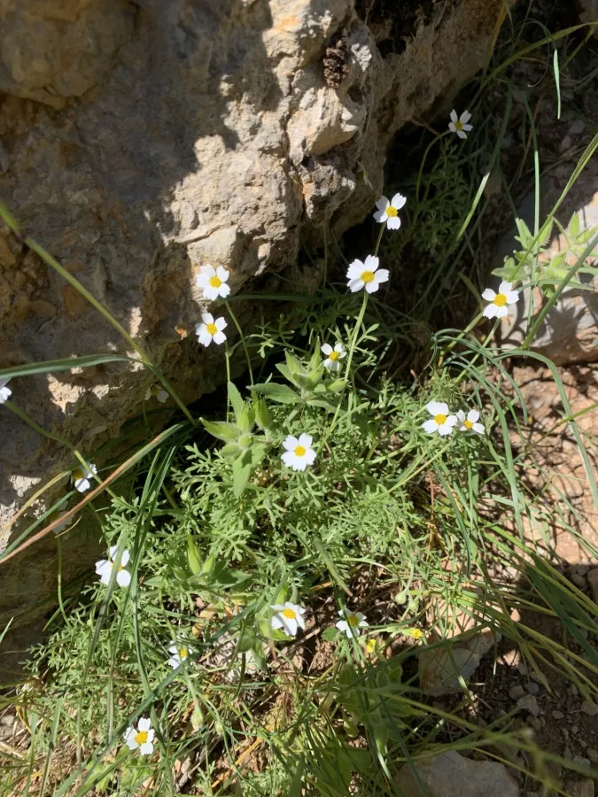 Anthemis tubicina