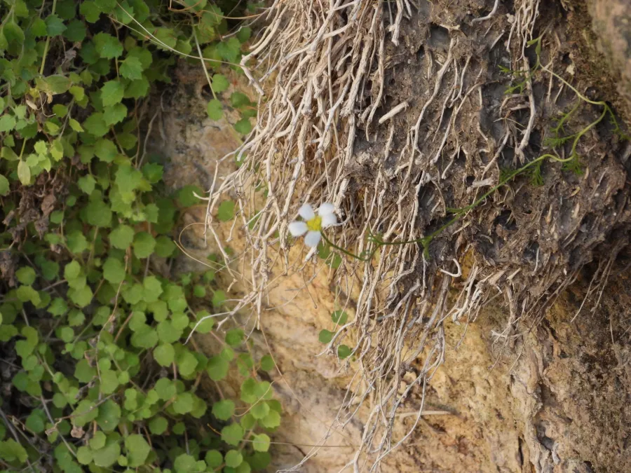 Anthemis tubicina