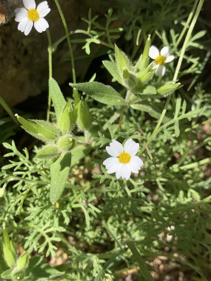 Anthemis tubicina