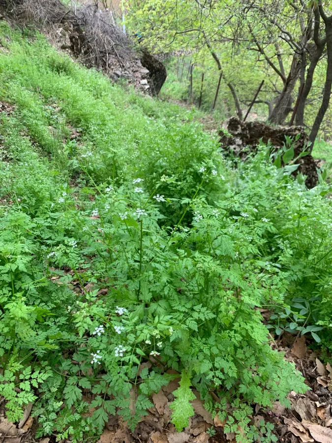 Anthriscus cerefolium