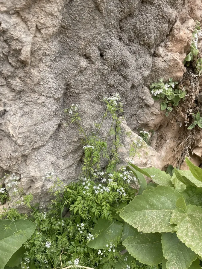 Anthriscus cerefolium