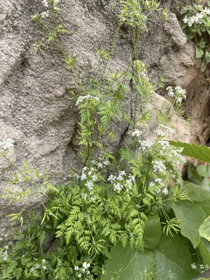 Anthriscus cerefolium