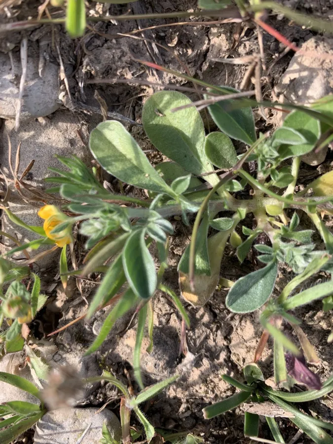 Anthyllis circinnata