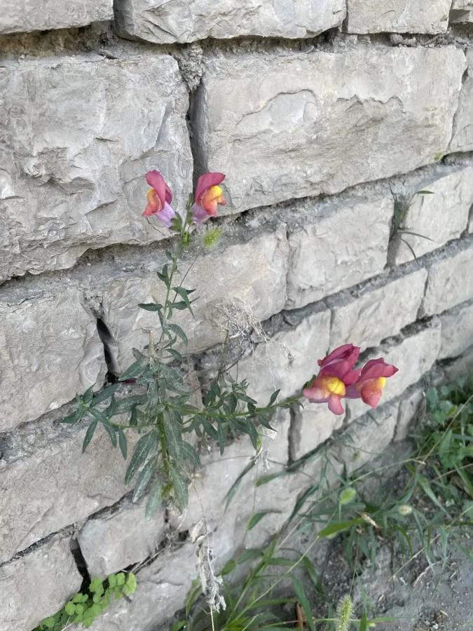 Antirrhinum majus