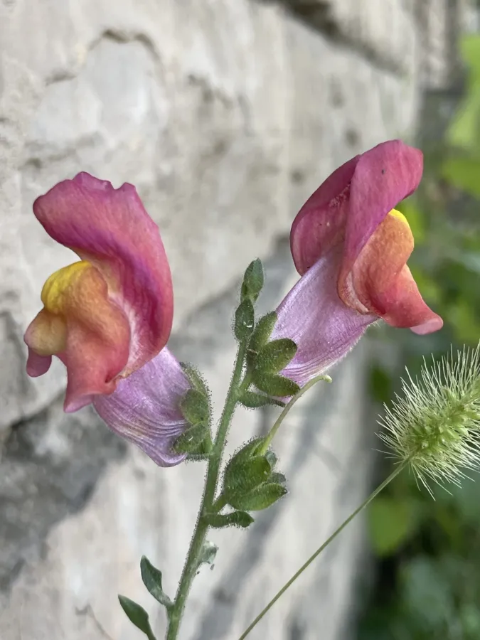 Antirrhinum majus