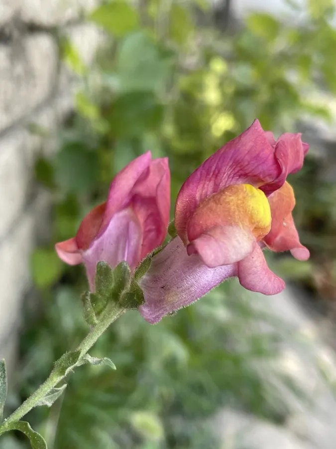 Antirrhinum majus