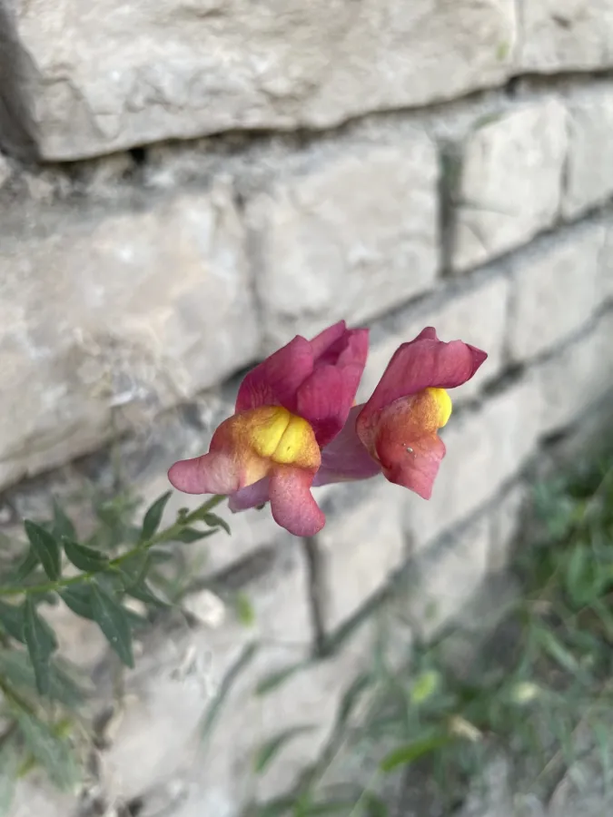 Antirrhinum majus