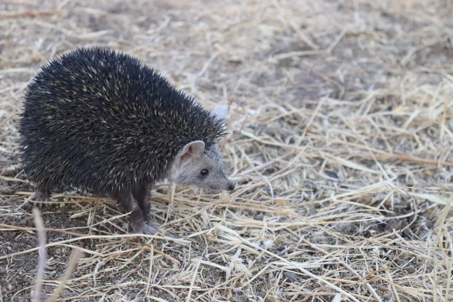 Brandt's hedgehog