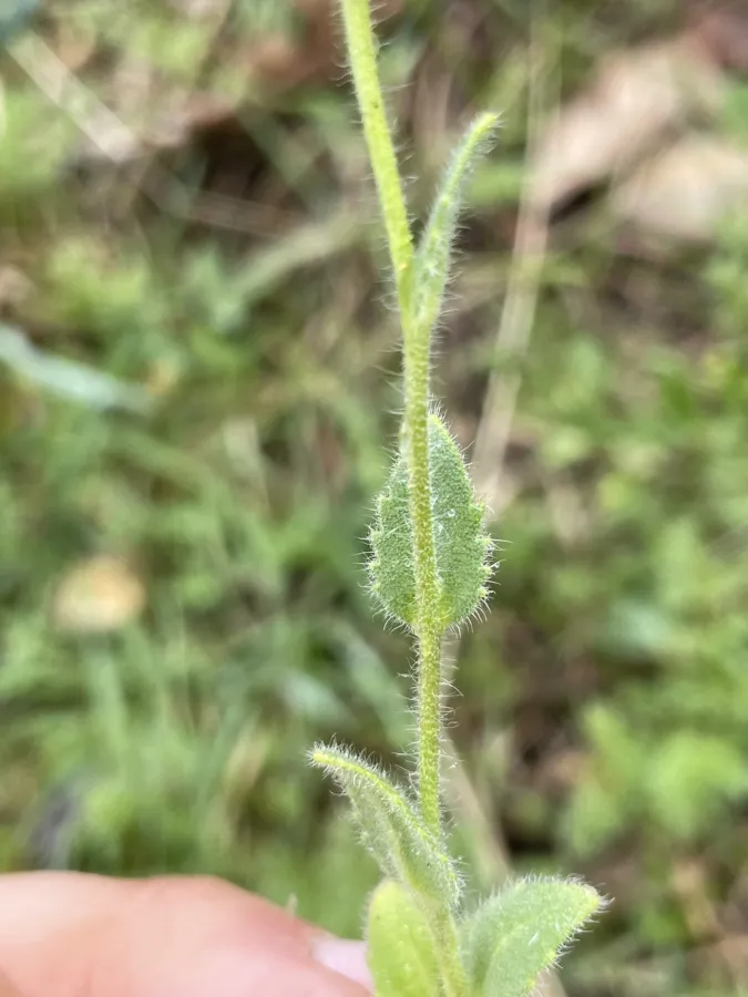 Arabis aucheri
