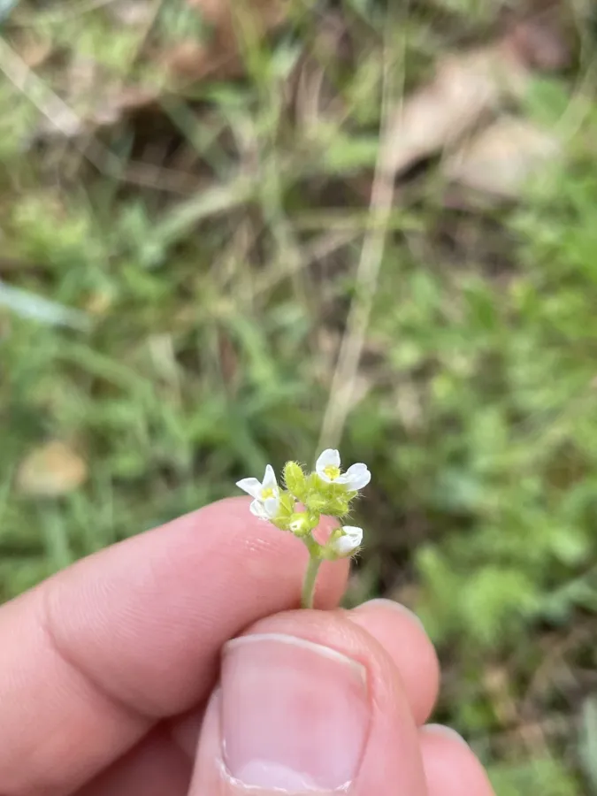 Arabis aucheri