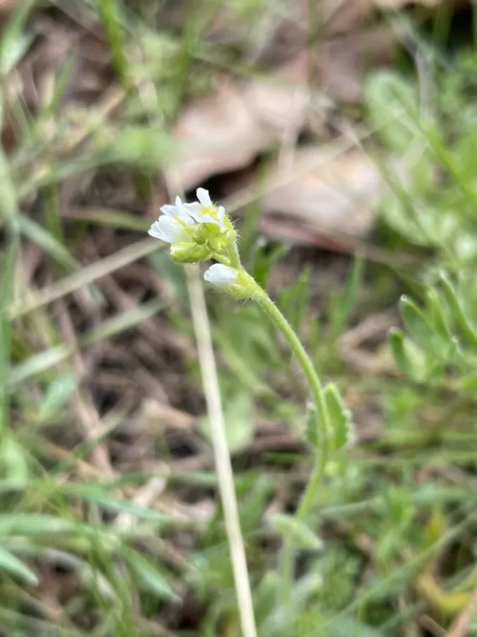 Arabis aucheri