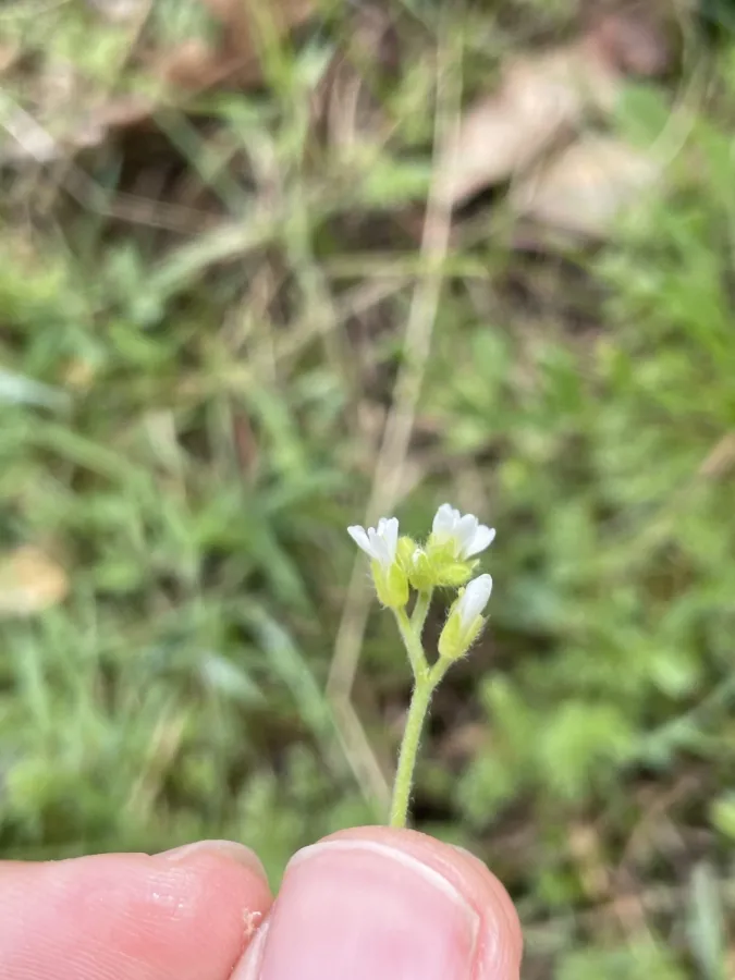 Arabis aucheri