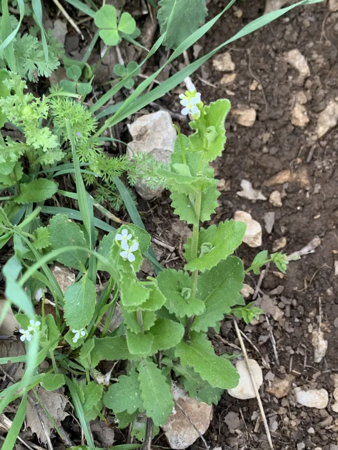 Arabis auriculata