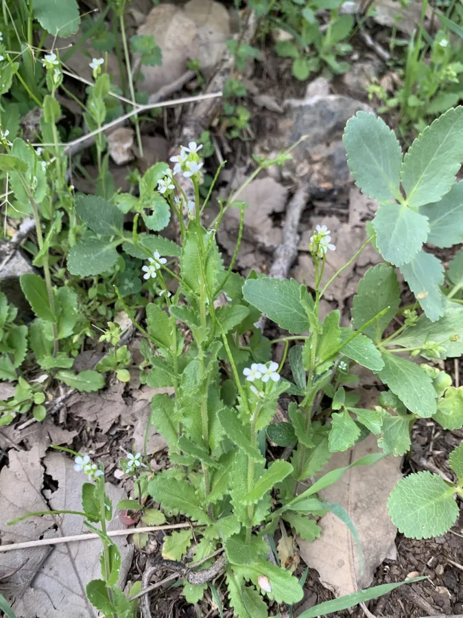 Arabis auriculata