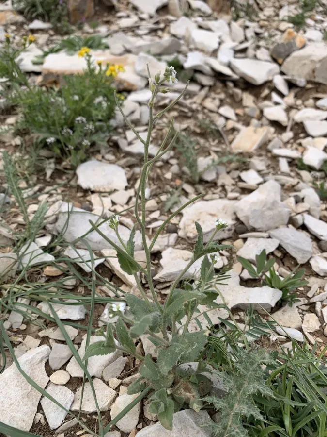 Arabis auriculata